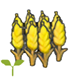 Wheat sprout