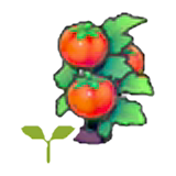 Tomato sprout
