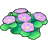 Seashore flowers