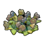 Dry wildflowers