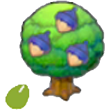Chesto Seeds