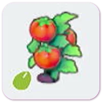 Tomato seeds