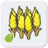 Wheat seeds
