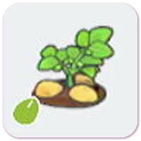 Potato seeds